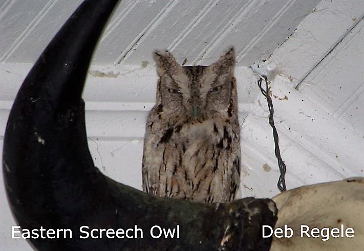 Eastern Screech Owl 2 - Deb Regele