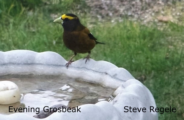Evening Grosbeak - Steve Regele