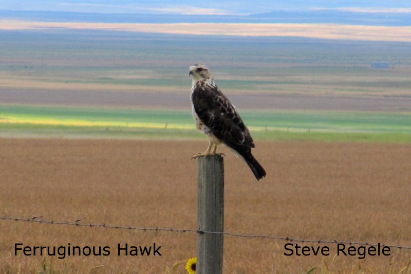 Ferruginous Hawl 2 - Steve Regele