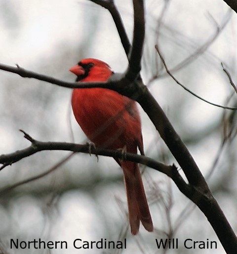 Northern Cardinal 2 - Will Crain