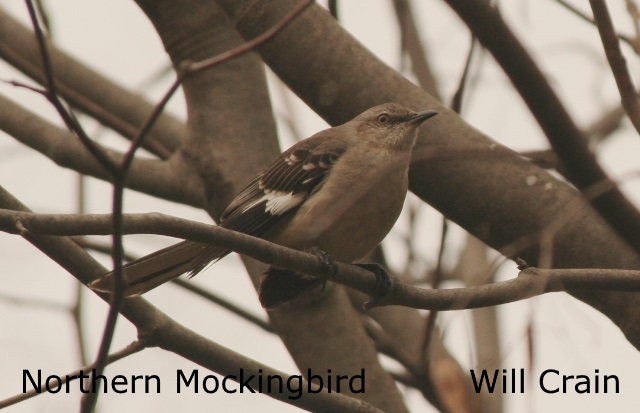 Northern Mockingbird 2- Will Crain