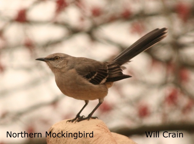 Northern Mockingbird - Will Crain