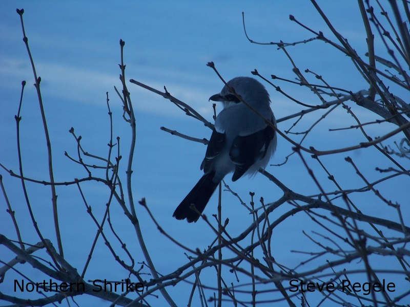 Northern Shrike - SR