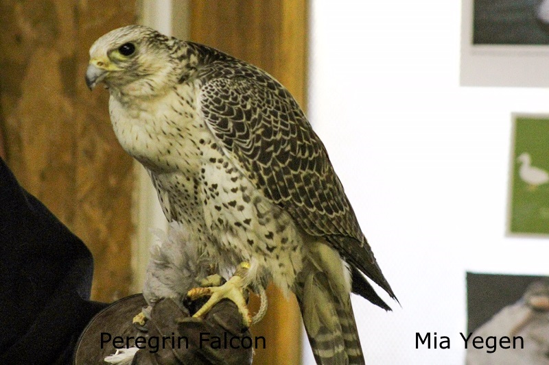 Peregrin Falcon - Mia Yegen
