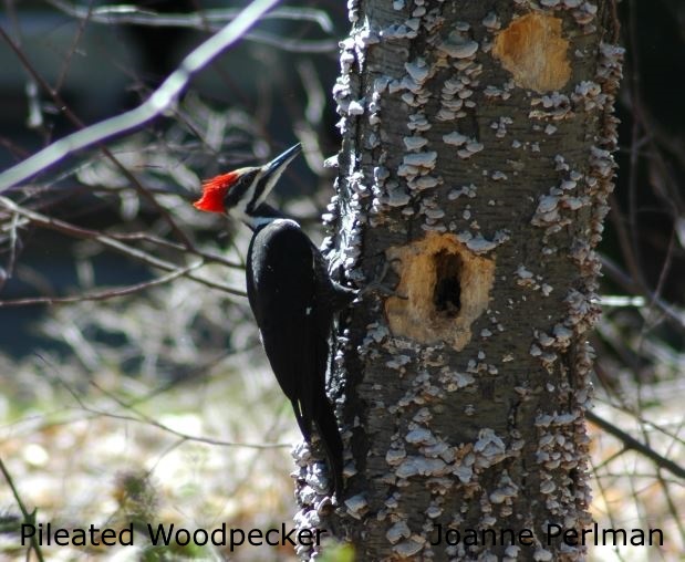 Pileated Woodpecker - Joanne Perlman