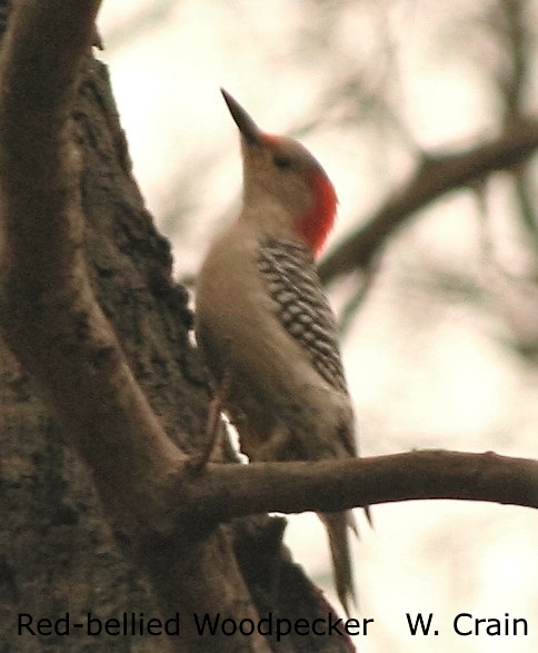 Red-bellied Woodpecker - Will Crain