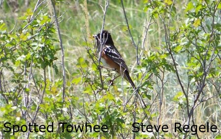 Spotted Towhee - SR