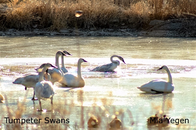 Trumpeter Swan - Mia Yegen