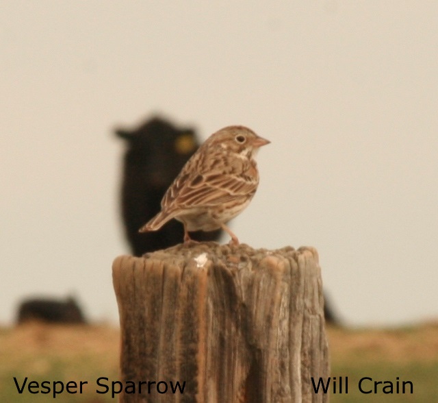 Vesper Sparrow - W. Crain