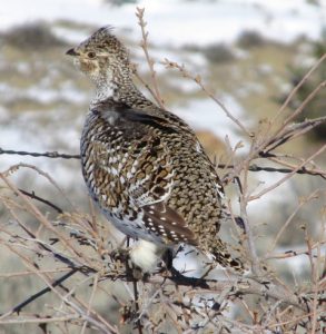 Sharp-tailed Grouse Photo By Will Crain