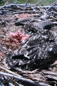 entangled-nestling-at-banding-368-resized-m-restani